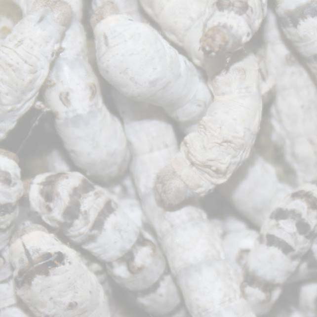 Coastal Silkworms News Letter